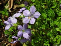Цианантус лопастный – Cyananthus lobatus Wallich.ex Benth.