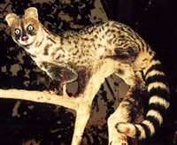 Цивета малая