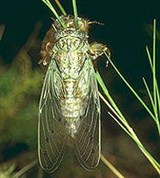 Цикадовые (певчая цикада)