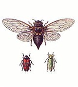 Цикадовые (подотряд насекомых)