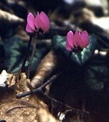 Цикламен колхидский