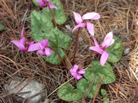 Цикламен пурпурный, европейский – Cyclamen purpurascens Mill.