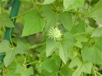 Циклантера короткоколосая, циклантера выбрасывающая – Cyclanthera brachystachya (Ser.) Cogn.