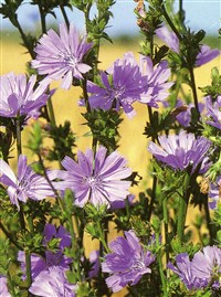 Цикорий обыкновенный, корневой – Cichorium intybus L.