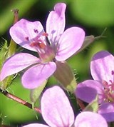 Цикутовый Аистник (цветки)