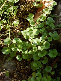 Цимбалария палевая – Cymbalaria pallida (Ten.) Wettst.