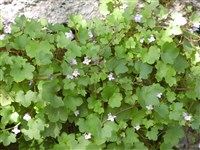 Цимбалария постенная, плющевидная, колизейский плющ – Cymbalaria muralis P.Gaertn.