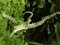 Цимицифуга вонючая – Cimicifuga foetida L.