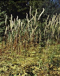 Цимицифуга даурская