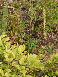 Цимицифуга простая – Cimicifuga simplex Ledeb. (1)