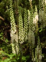 Цимицифуга простая – Cimicifuga simplex Ledeb. (2)