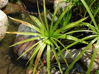 Циперус белополосатый – Cyperus albostriatus Schrad.