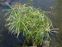 Циперус очереднолистный – Cyperus alternifolius L.