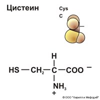 Цистеин