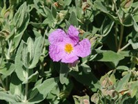 Цистус белый – Cistus albidus L.