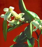 Цитрус (цветки грейпфрута)