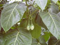 Цифомандра толстостебельная, томатное дерево, тамарилло – Cyphomandra crassicaulis (Ortega) Kuntze.