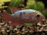 Цихлазома Красса
