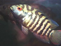 Цихлазома фацетум (Cichlasoma facetum)