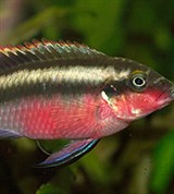 Цихлиды (обыкновенный попугай)