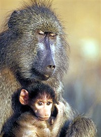 ЧАКМА (с детенышем)