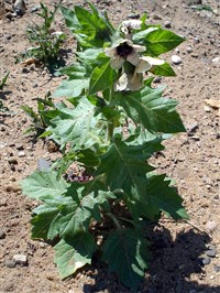 ЧЕРНАЯ БЕЛЕНА (Hyoscyamus niger)