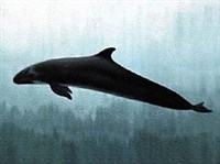 ЧЕРНАЯ КОСАТКА (Pseudorca crassidens)