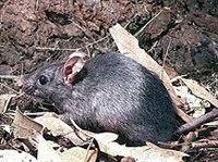 ЧЕРНАЯ КРЫСА (Rattus rattus)