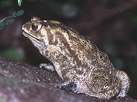 ЧЕРНОРУБЦОВАЯ ЖАБА (Bufo melanostictus)