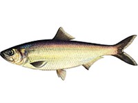 ЧЕРНОСПИНКА (рисунок)