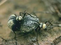 ЧЕРНОТЕЛКИ (жуки-чернотелки)