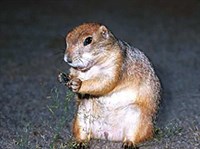 ЧЕРНОХВОСТАЯ ЛУГОВАЯ СОБАЧКА (Cynomys ludovicianus)