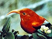 ЧЕРНО-АЛАЯ ЦВЕТОЧНИЦА (Vestiaria coccinea)