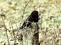 ЧЕРНЫЙ ДРОЗД