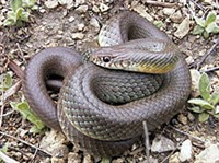 ЧЕРНЫЙ ПОЛОЗ (Coluber constrictor)