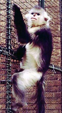 ЧЕРНЫЙ РИНОПИТЕК (Rhinopithecus bieti)