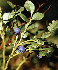 ЧЕРНика ОБЫКНОВЕННАЯ