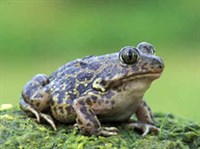 ЧЕСНОЧНИЦЫ (Обыкновенная чесночница)