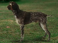 ЧЕШСКИЙ ФОУСЕК