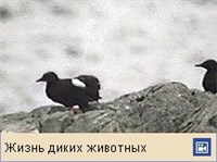 ЧИСТИКИ