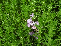 Чабрец горный – Satureja montana L.