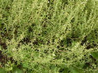 Чабрец колосовидный – Satureja spicigera (K.Koch.) Boiss.