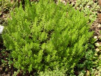 Чабрец садовый – Satureja hortensis L.