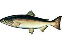 Чавыча (рисунок)