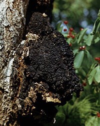 Чага (трутовник косотрубчатый)