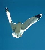 Чайки (в полете)