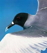 Чайки (галапагосская чайка)