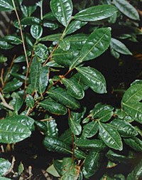 Чай (род растений)