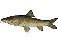 Чанари (рисунок)