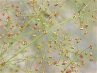 Частуха подорожниковая, водный подорожник – Alisma plantago-aquatica L. (1)